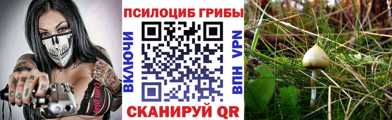 Галлюциногенные грибы Psilocybe  Тейково 